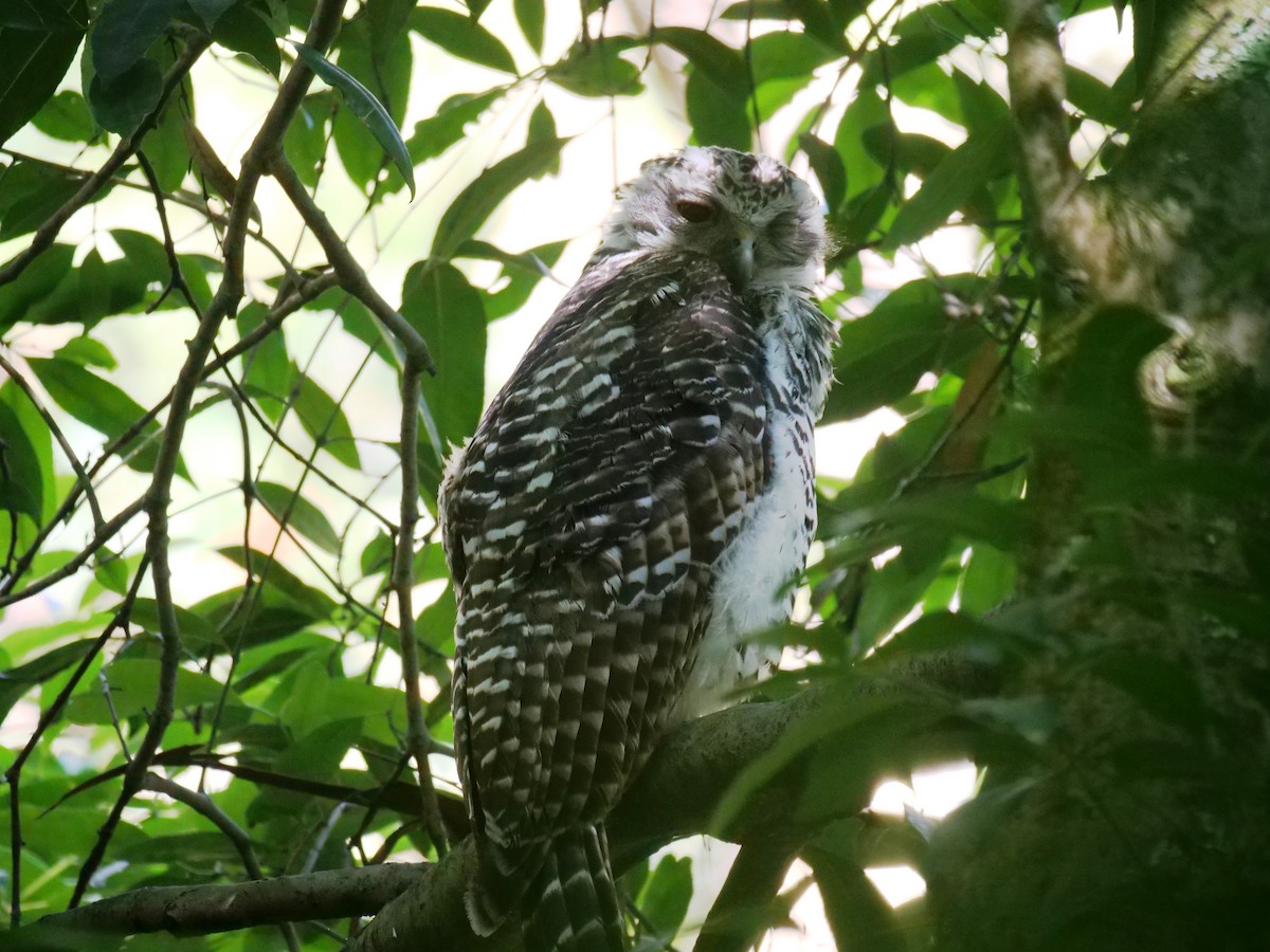 Powerful Owl - ML522085301