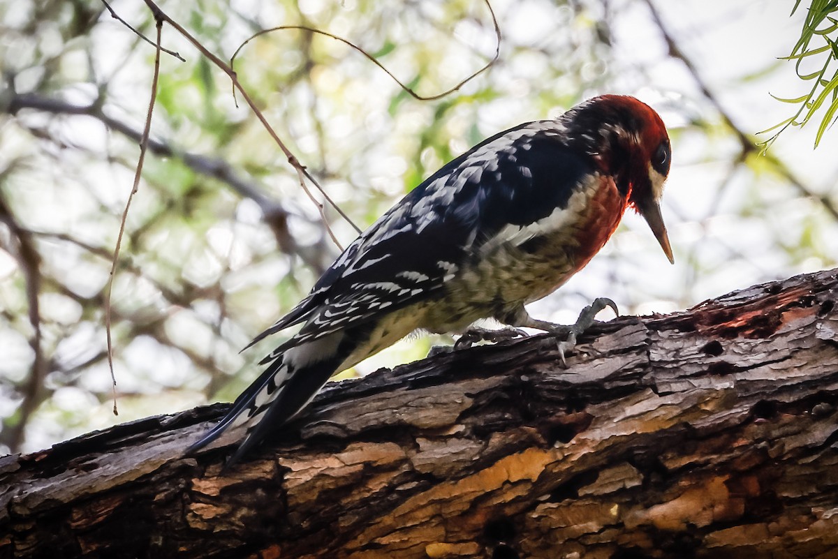 Red-breasted Sapsucker - ML522086481