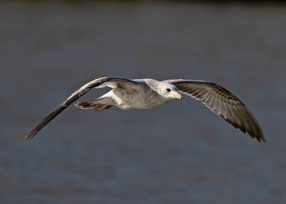 Ring-billed Gull - ML522087921