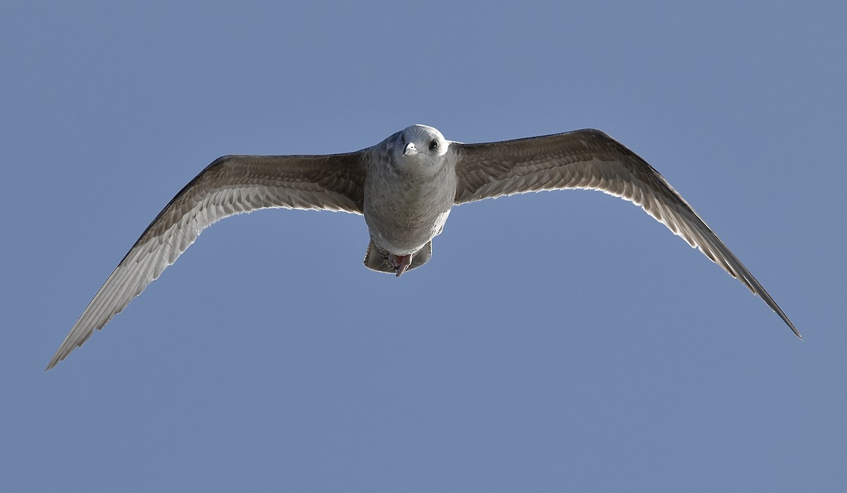 Herring Gull - ML522088371