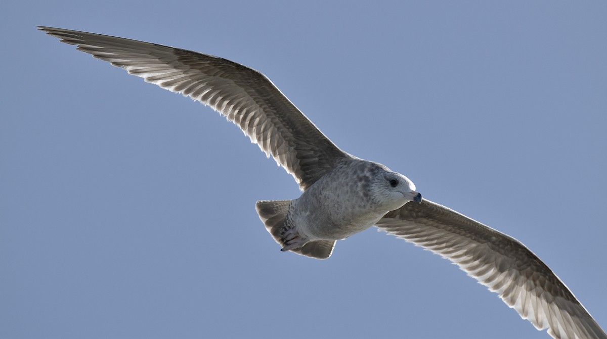 Herring Gull - ML522088431