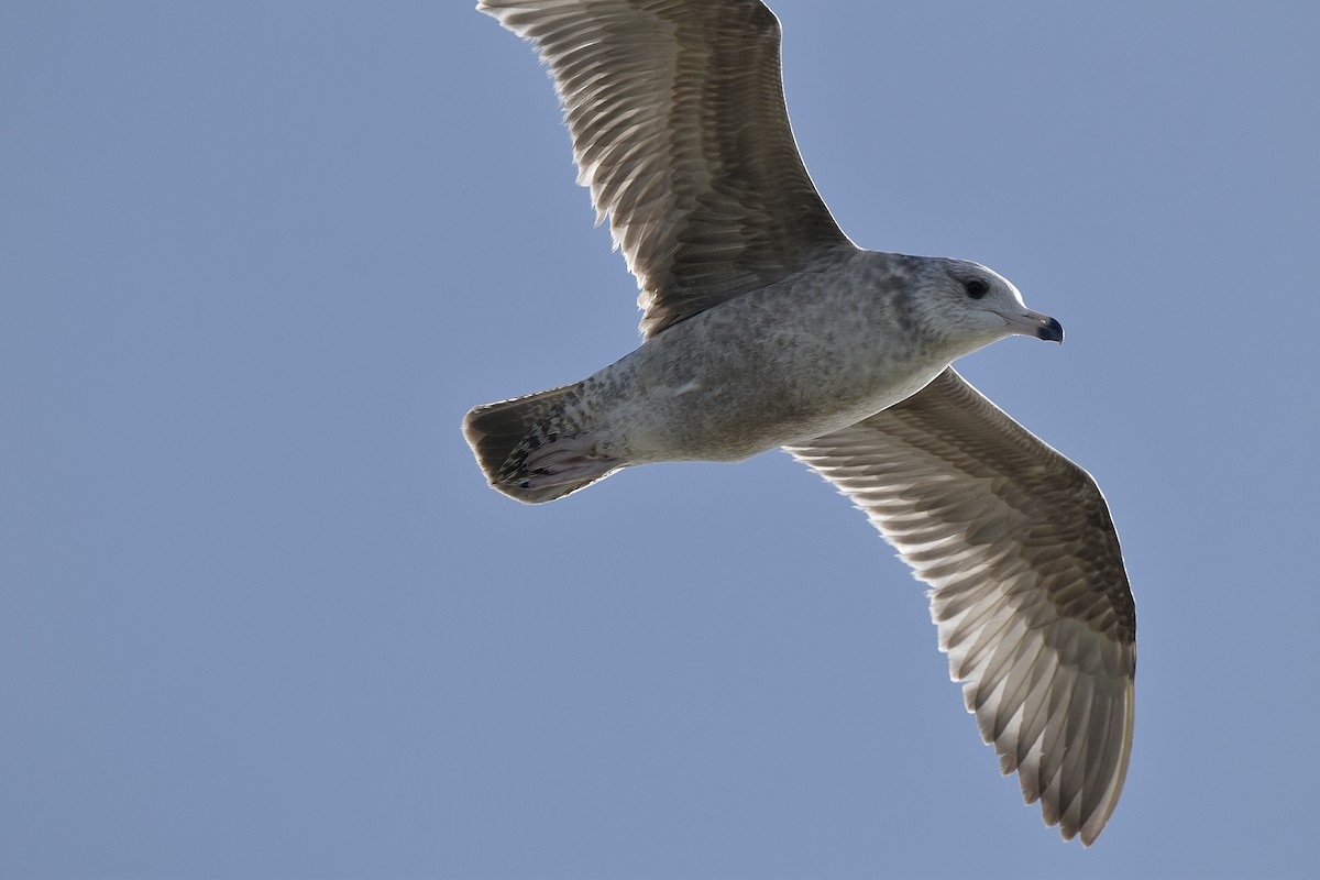 Herring Gull - ML522088451