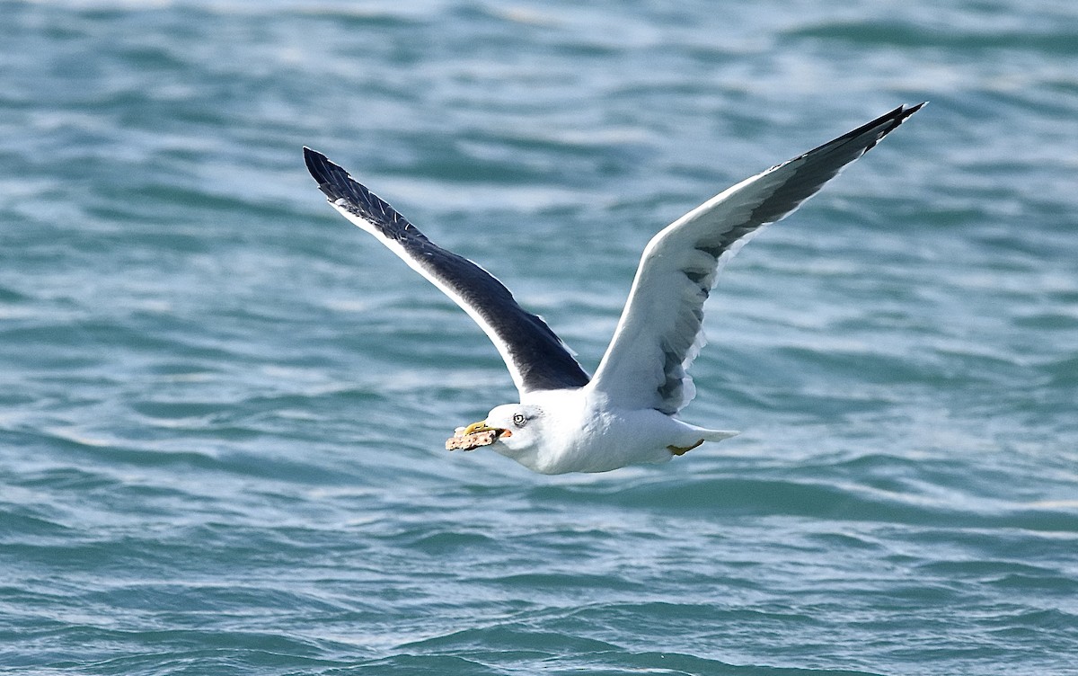 Lesser Black-backed Gull - ML522090401