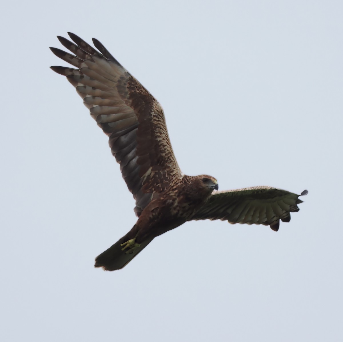 Eastern Marsh Harrier - ML522090901