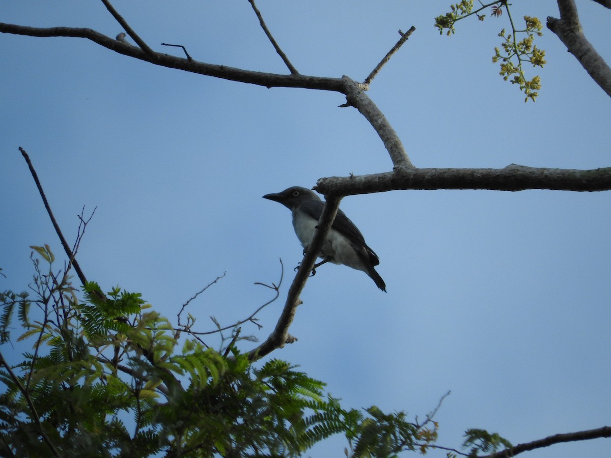 White-rumped Cuckooshrike - Pam Rasmussen