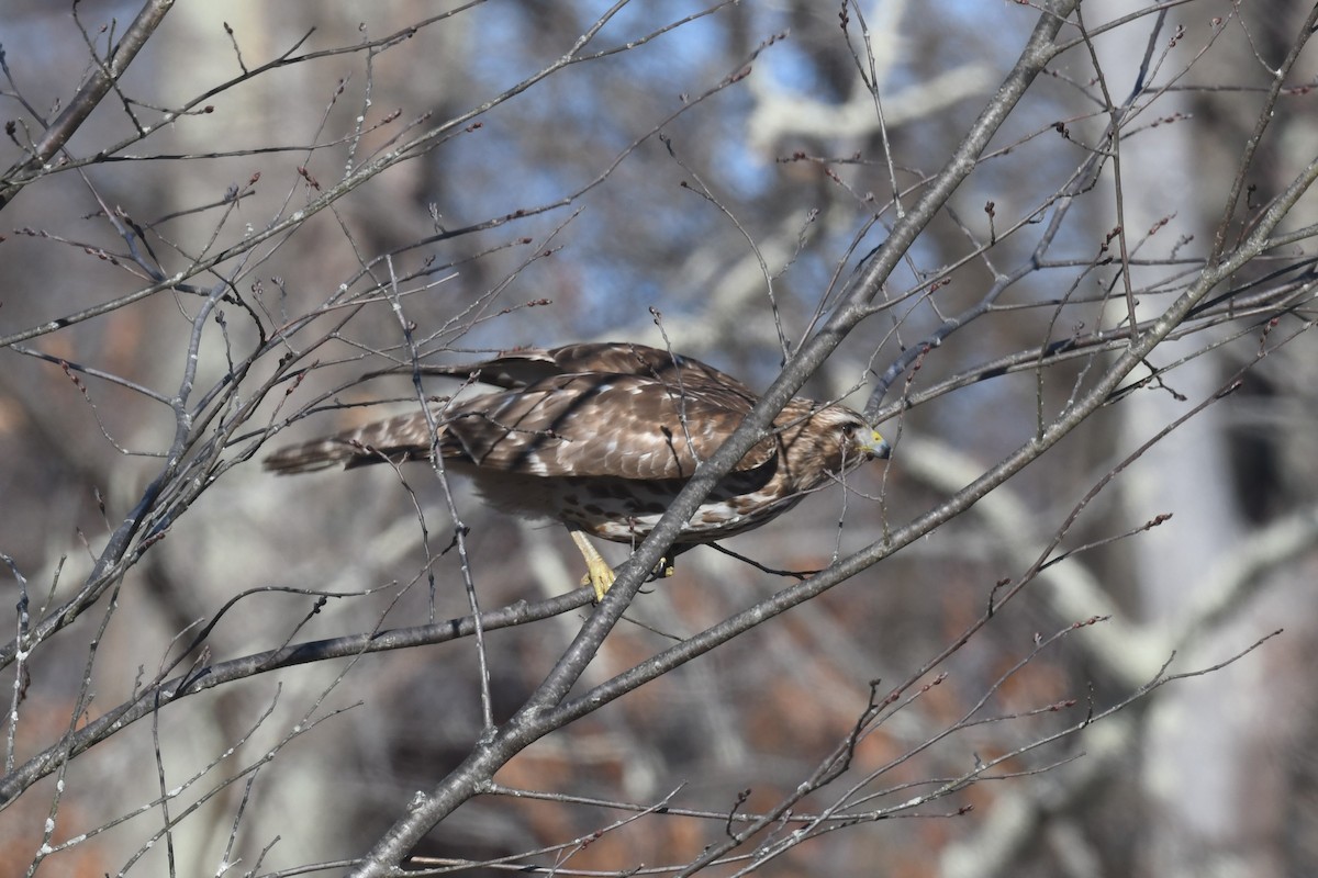 Red-shouldered Hawk - Ted Bradford