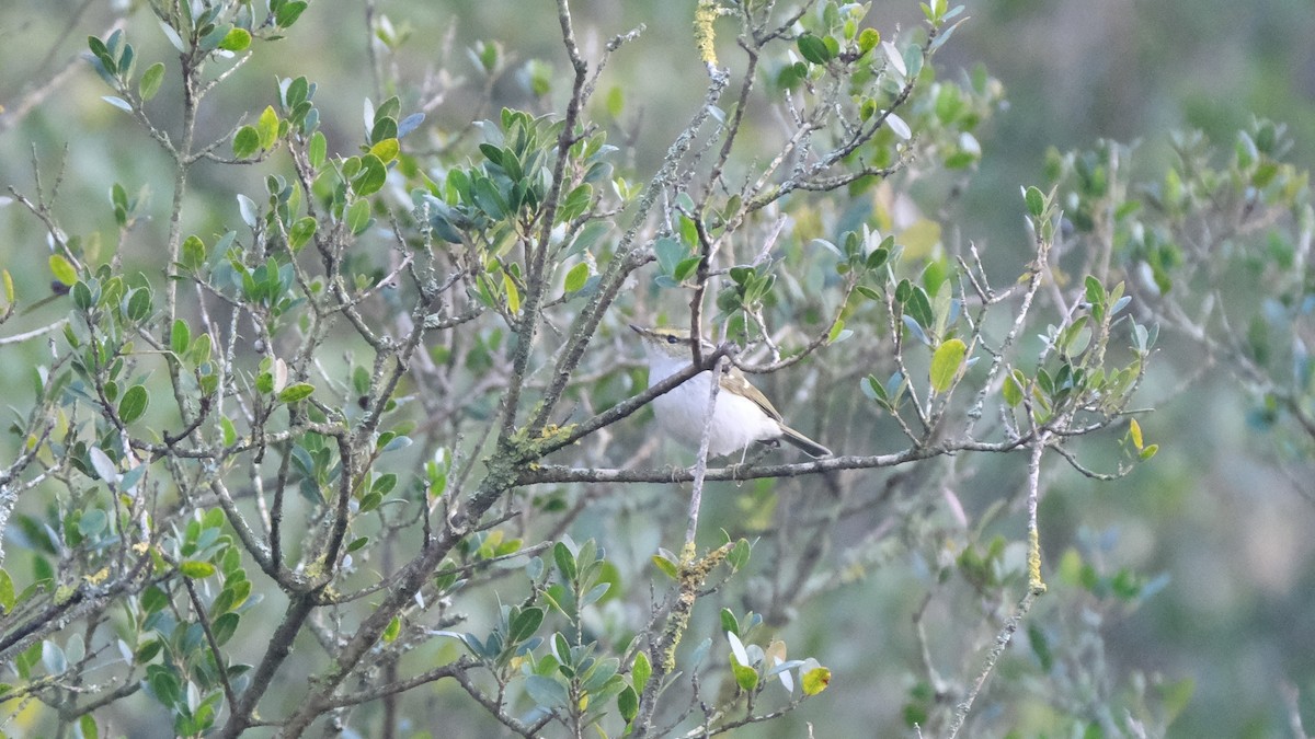 Pallas's Leaf Warbler - ML522092851