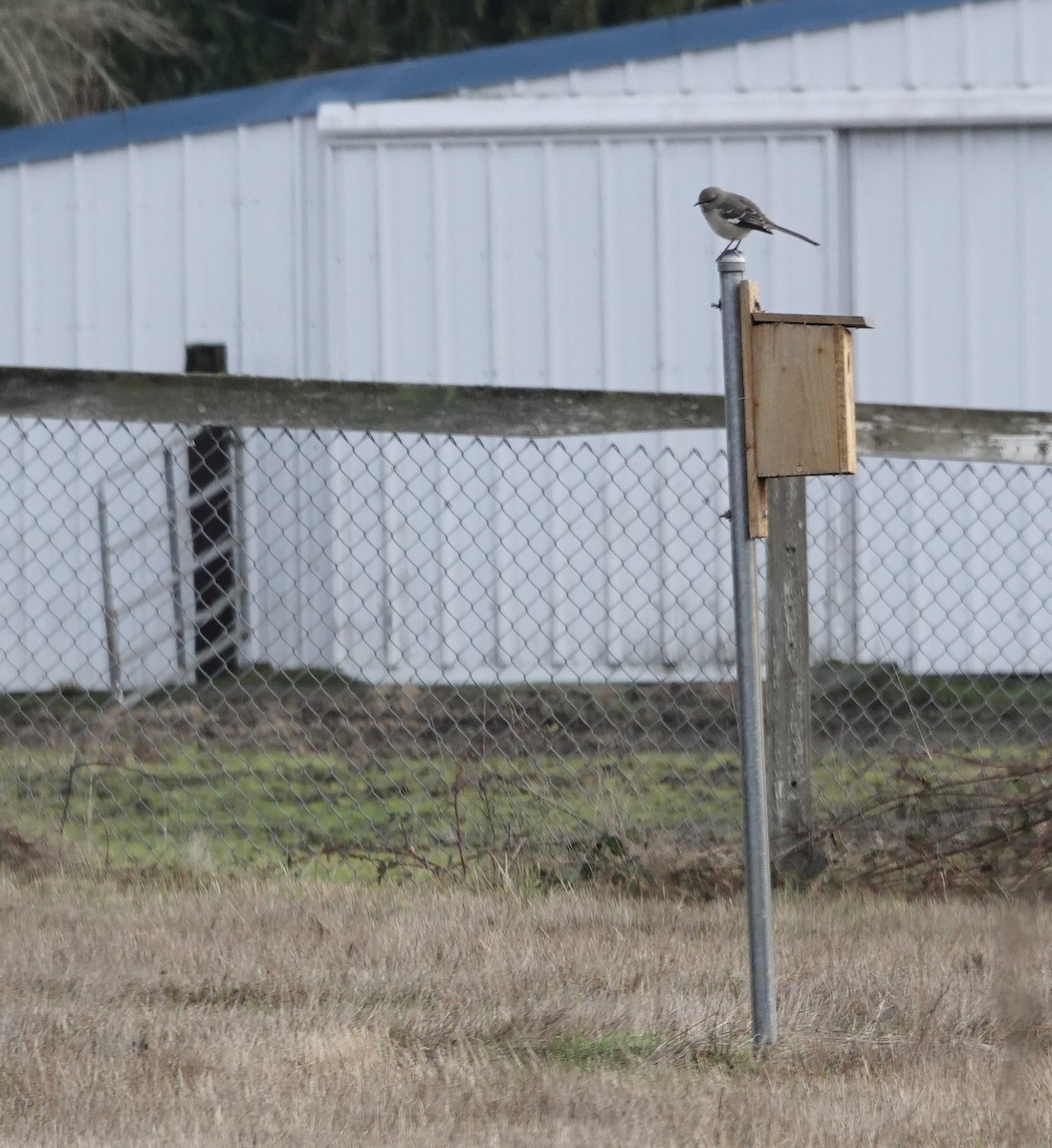 Northern Mockingbird - Shawneen Finnegan