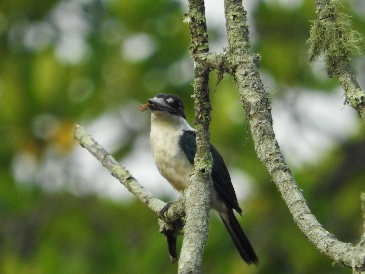 Collared Kingfisher - ML52209391