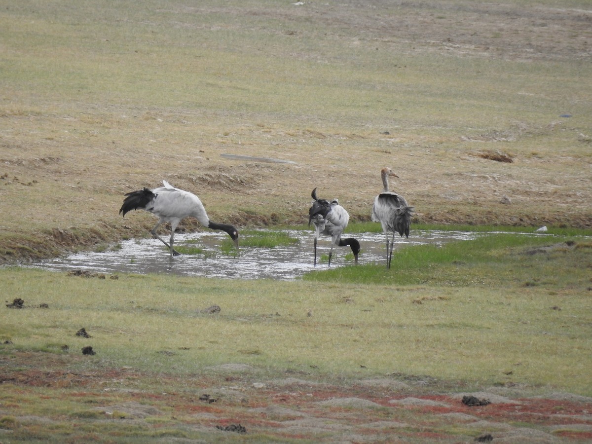 Black-necked Crane - Pravir Deshmukh