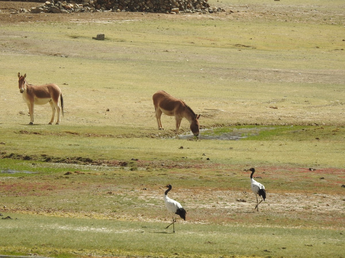 Black-necked Crane - ML522095201