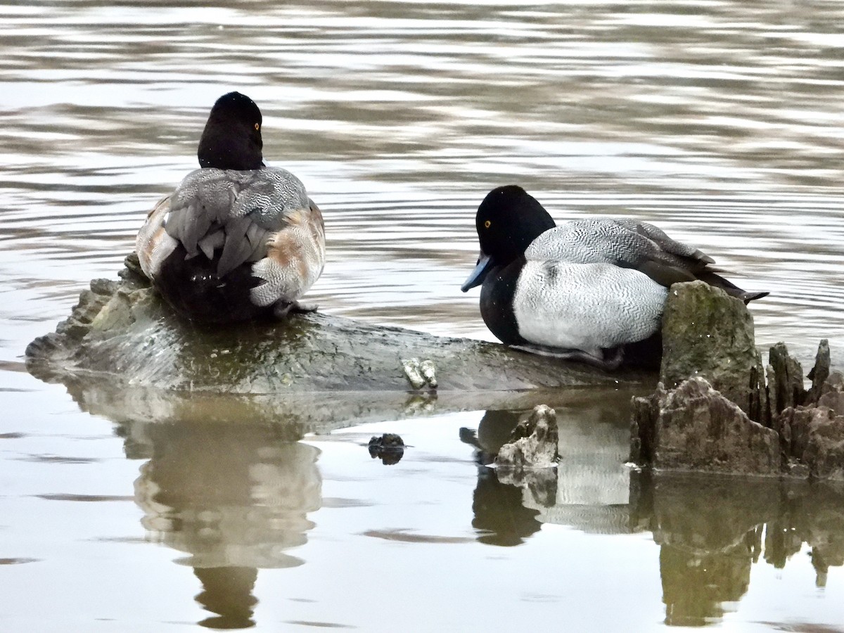 Lesser Scaup - ML522095641