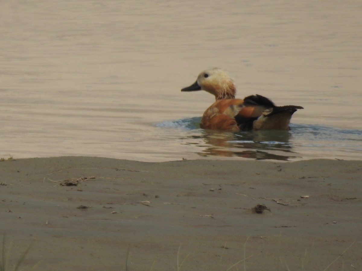 Ruddy Shelduck - ML522095661