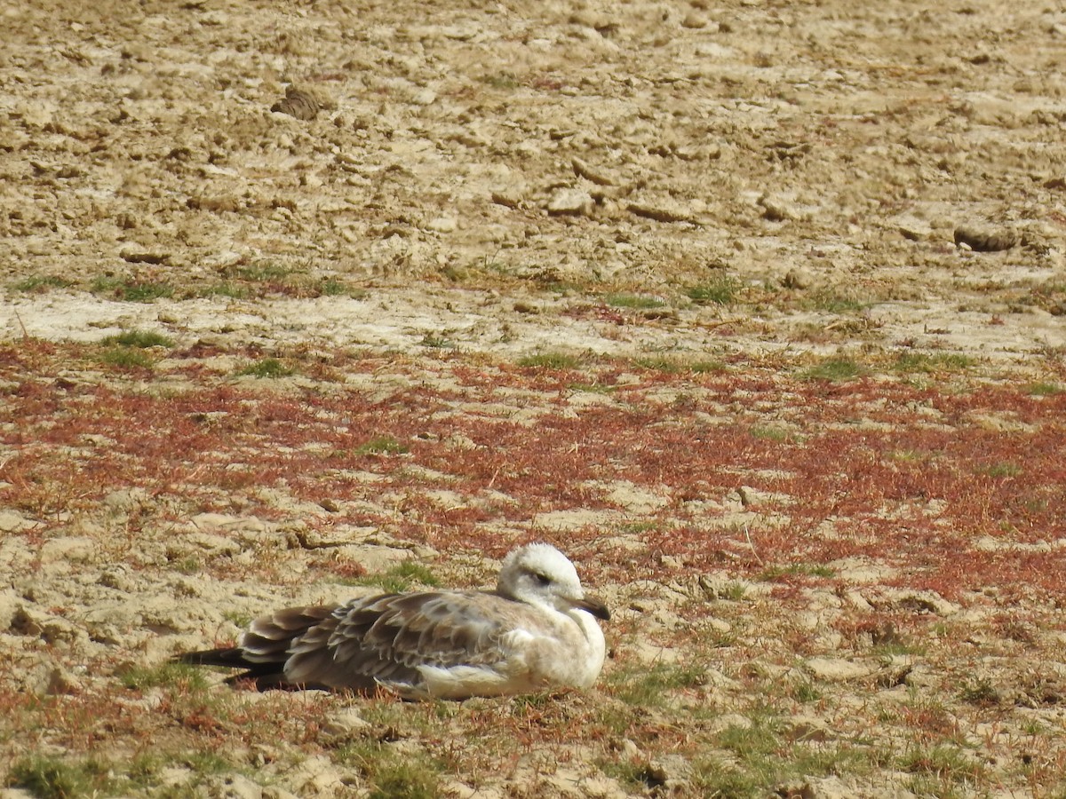 Brown-headed Gull - ML522095791