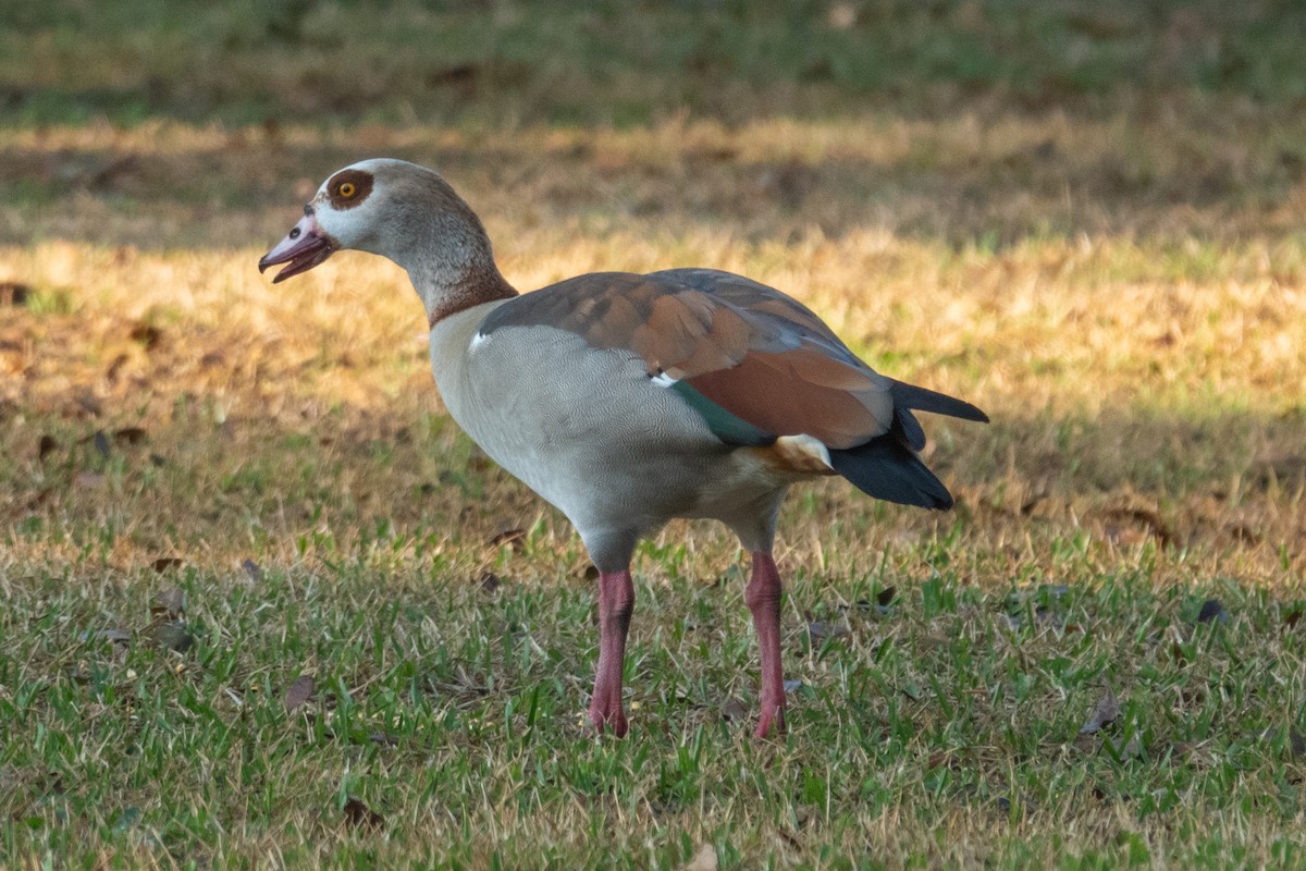 Egyptian Goose - ML522096081