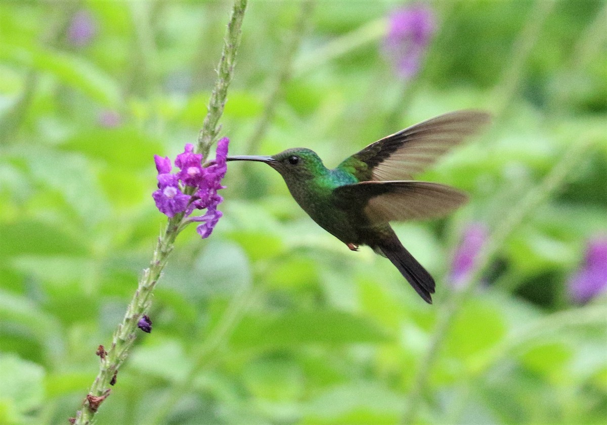 kolibřík modroprsý - ML522097751