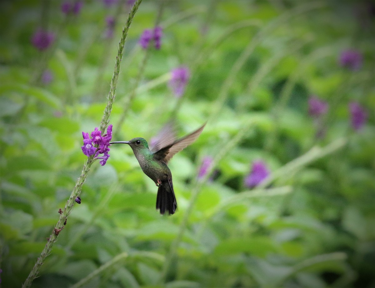 kolibřík modroprsý - ML522097761