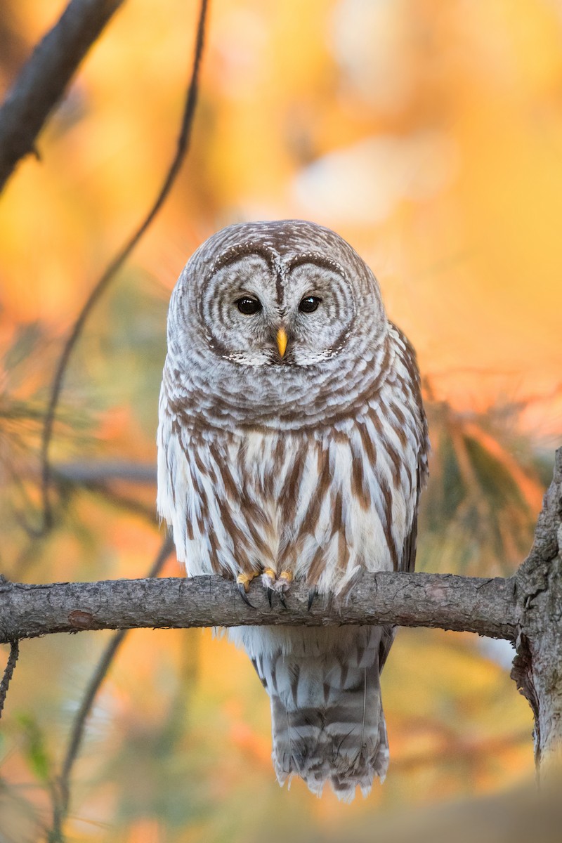 Barred Owl - ML522099221