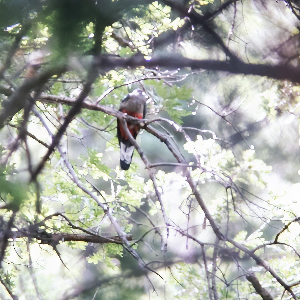 Eared Quetzal - ML522100431