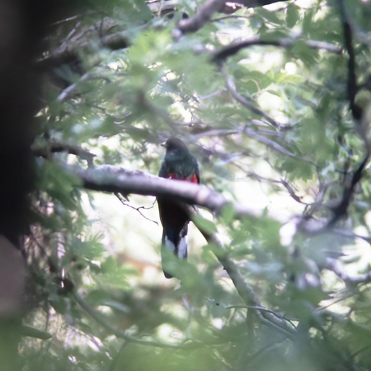 Eared Quetzal - ML522100441