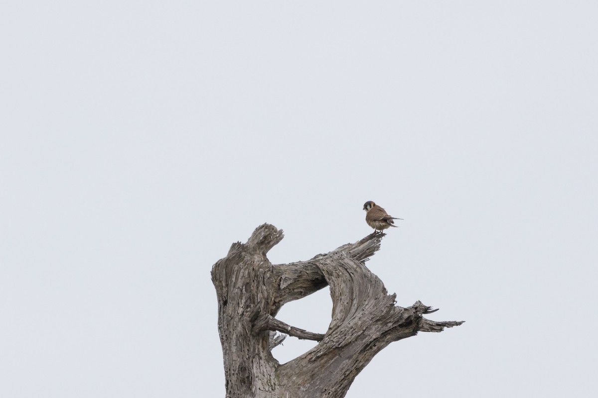 American Kestrel - Alex Tey