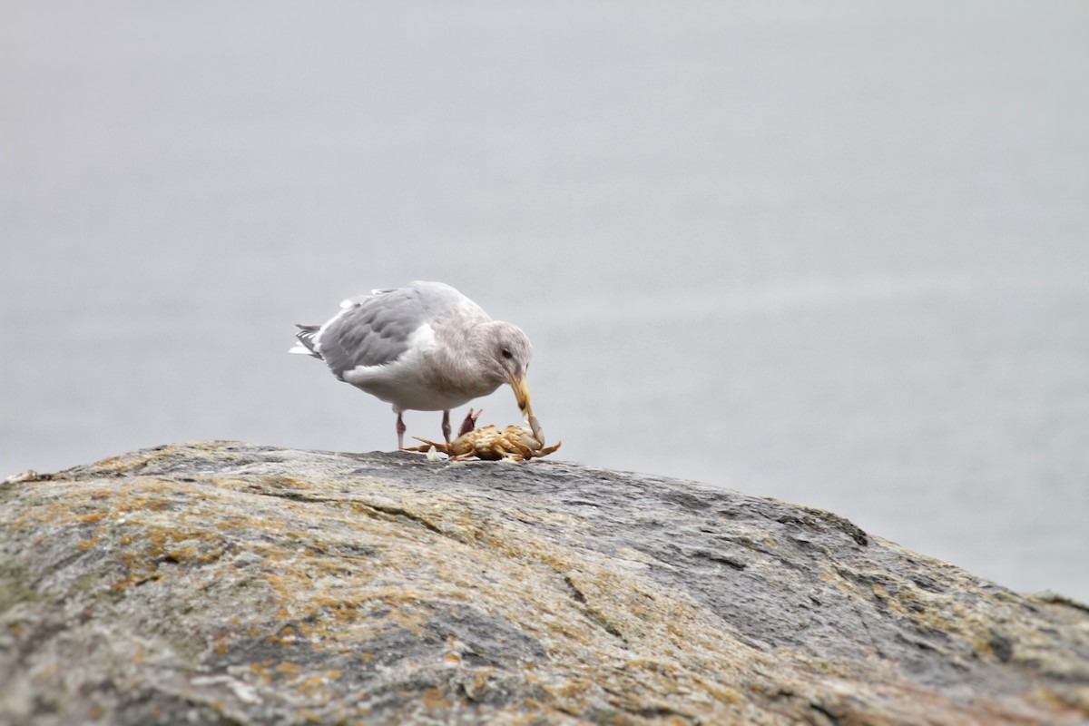 Glaucous-winged Gull - Riley Fern