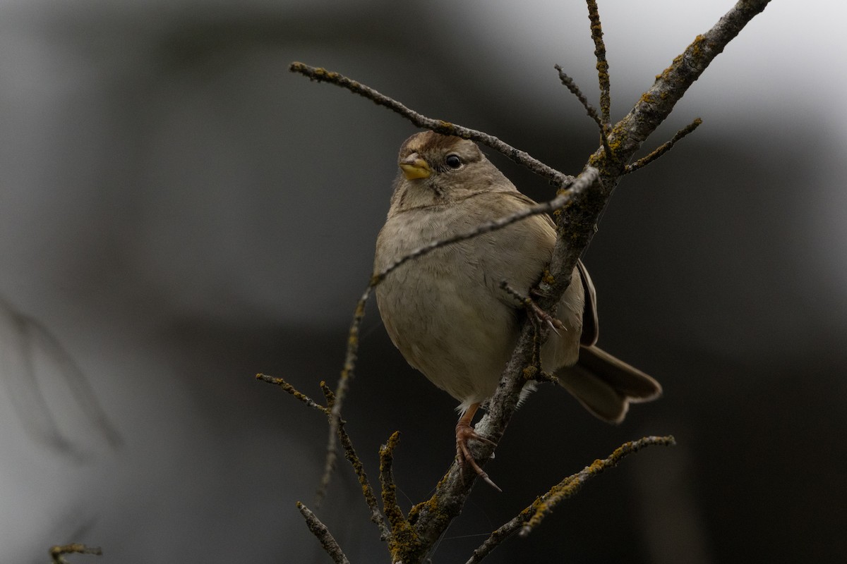 White-crowned Sparrow - ML522101471