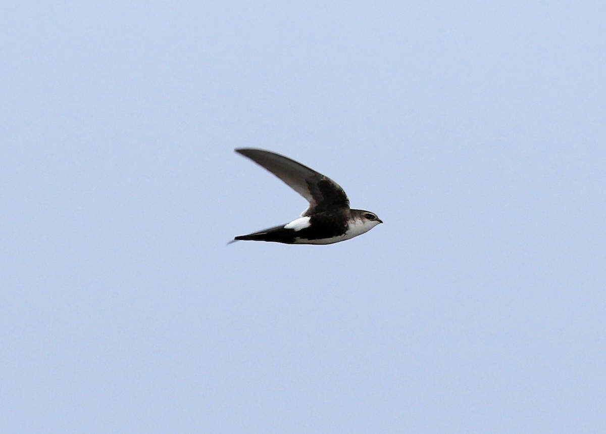 White-throated Swift - ML522104231