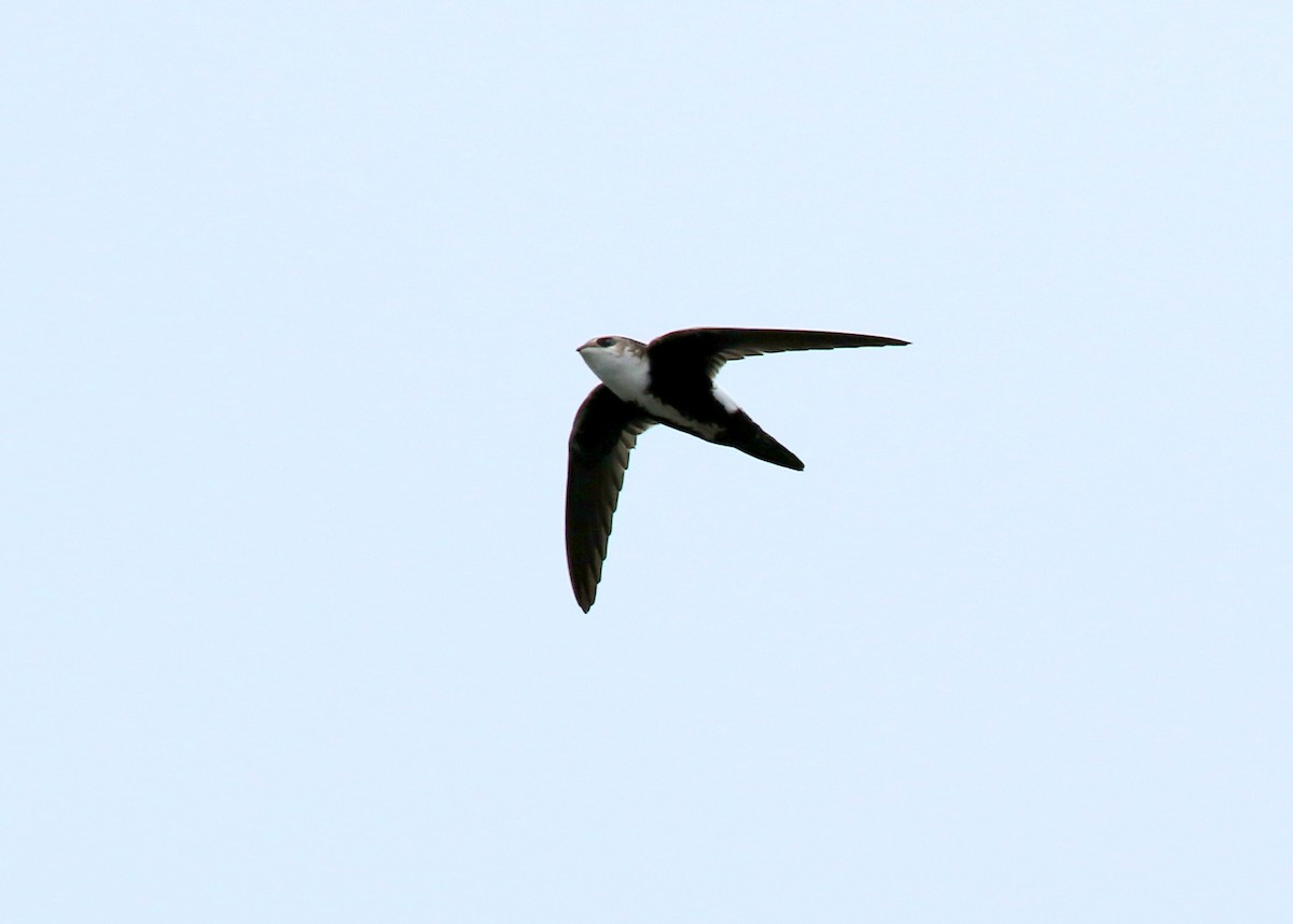 White-throated Swift - ML522104241