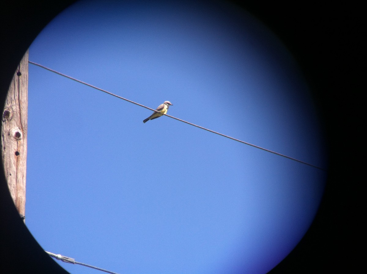 Western Kingbird - ML52210481