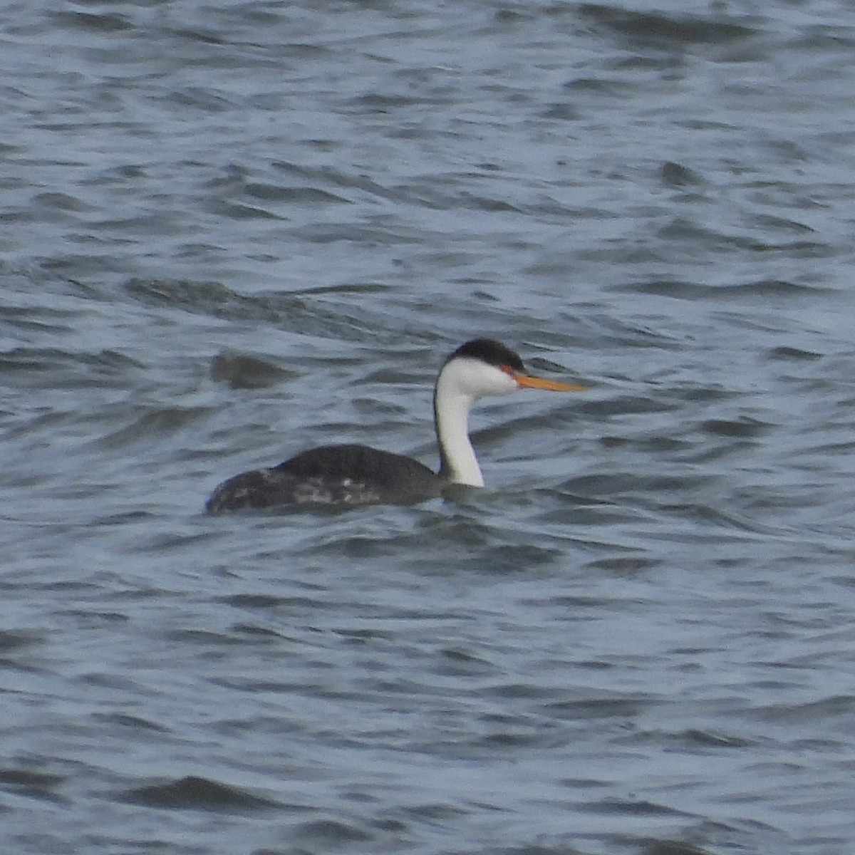 Clark's Grebe - ML522105251