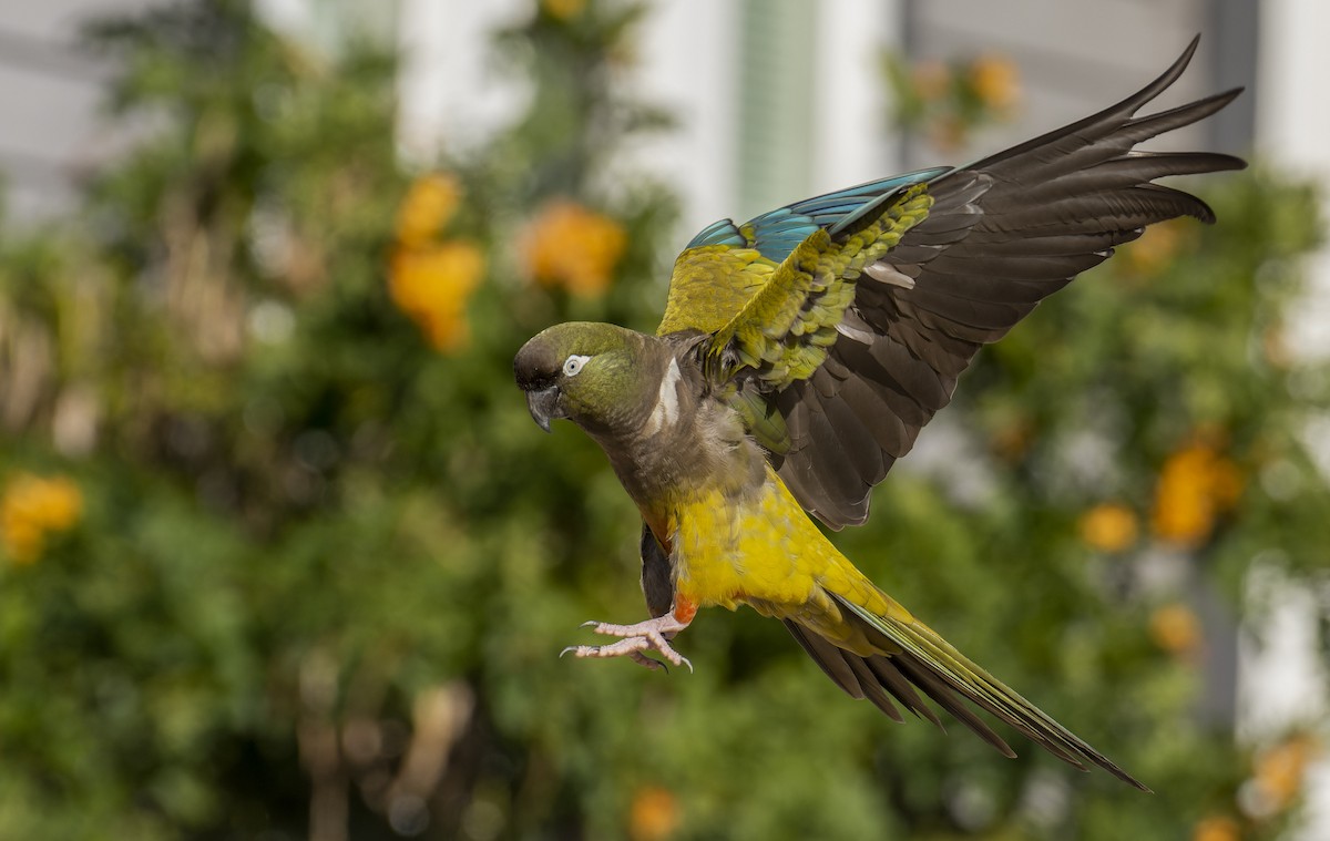 Burrowing Parakeet - ML522105501