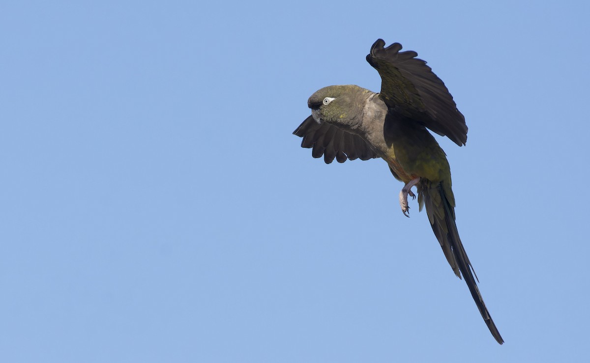 Burrowing Parakeet - ML522105571