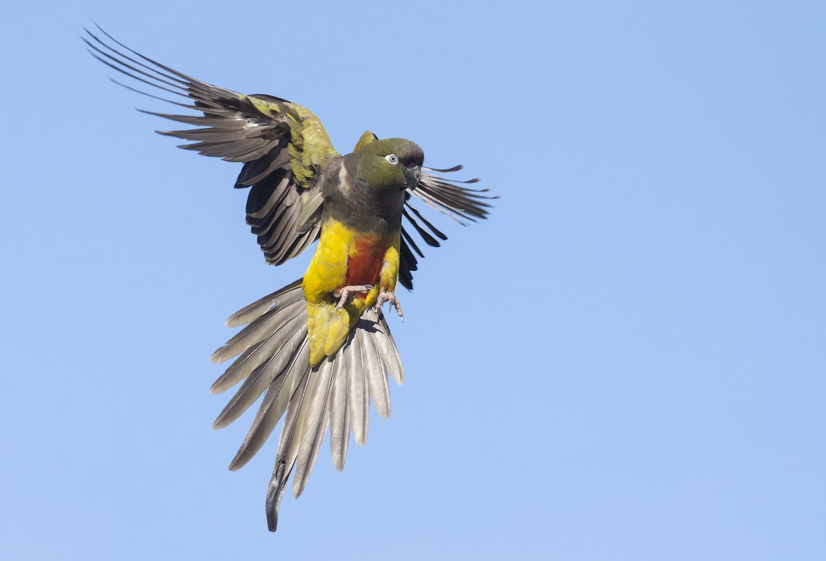 Burrowing Parakeet - ML522105581