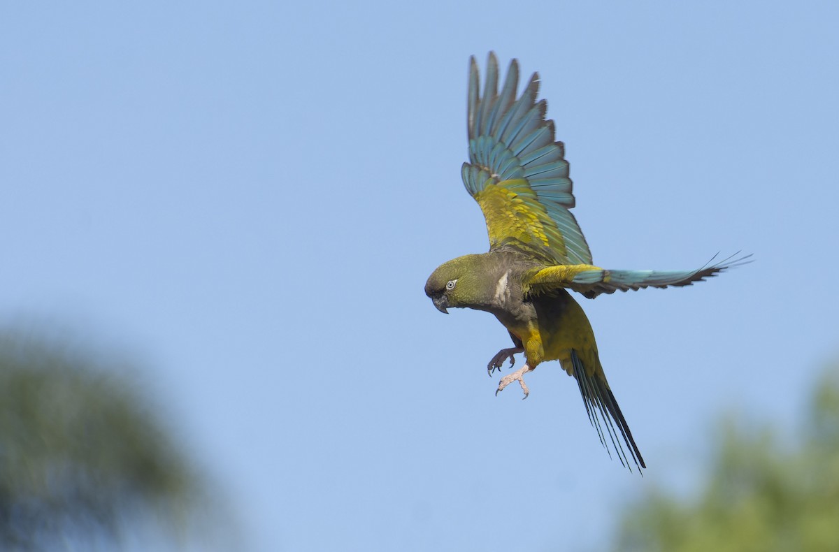 Burrowing Parakeet - ML522105651