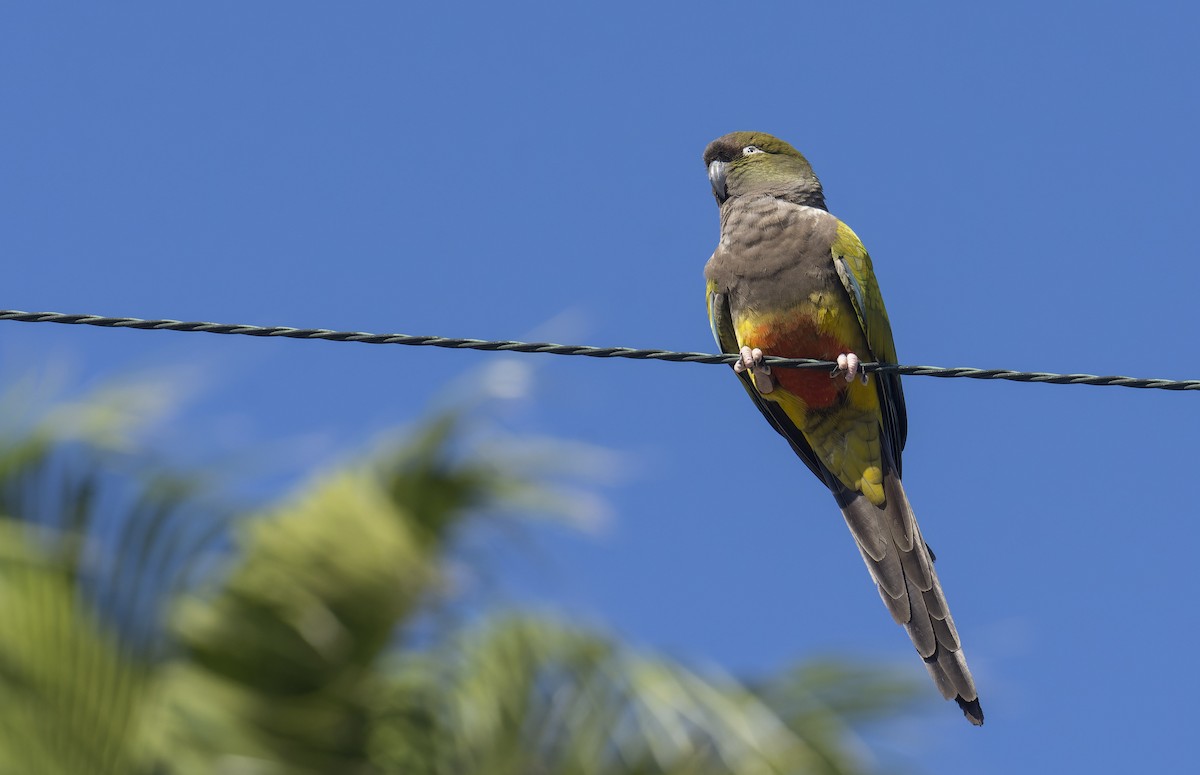 Burrowing Parakeet - ML522105761