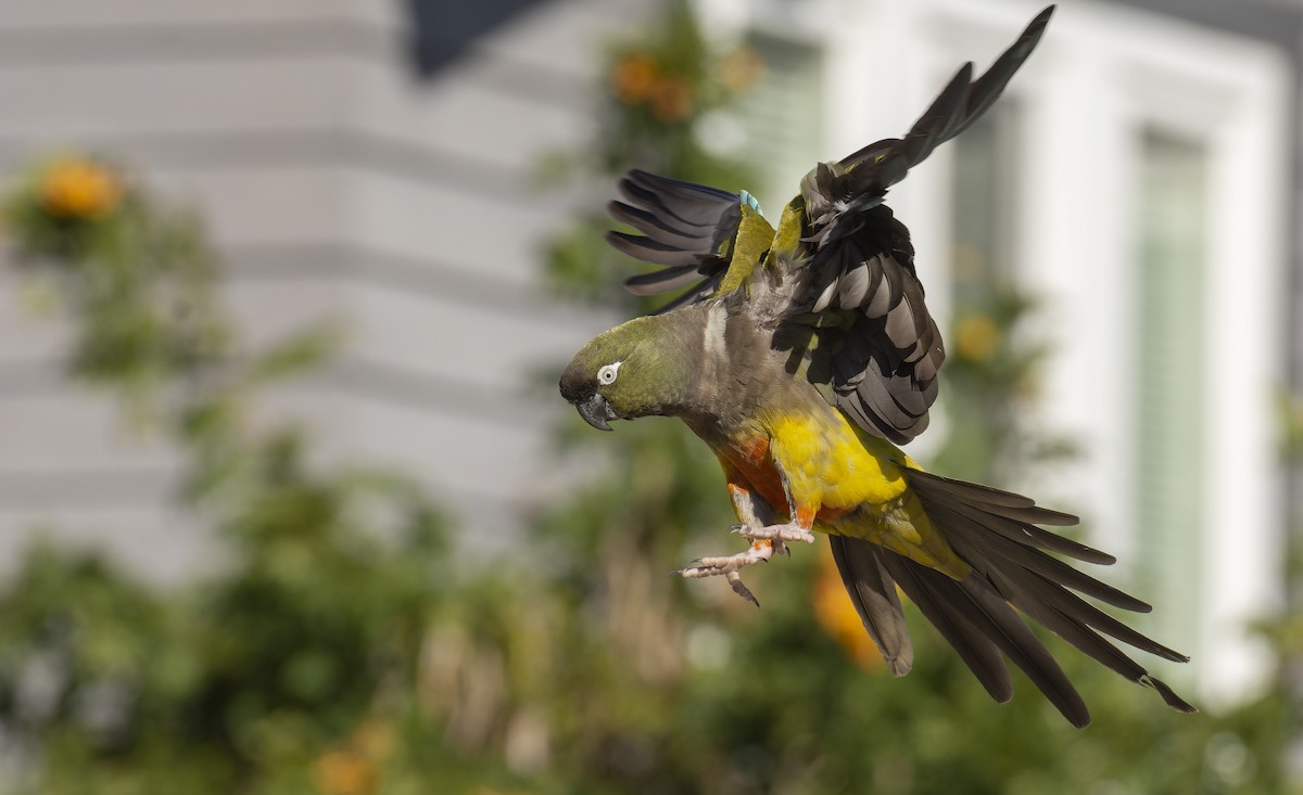 Burrowing Parakeet - ML522105941