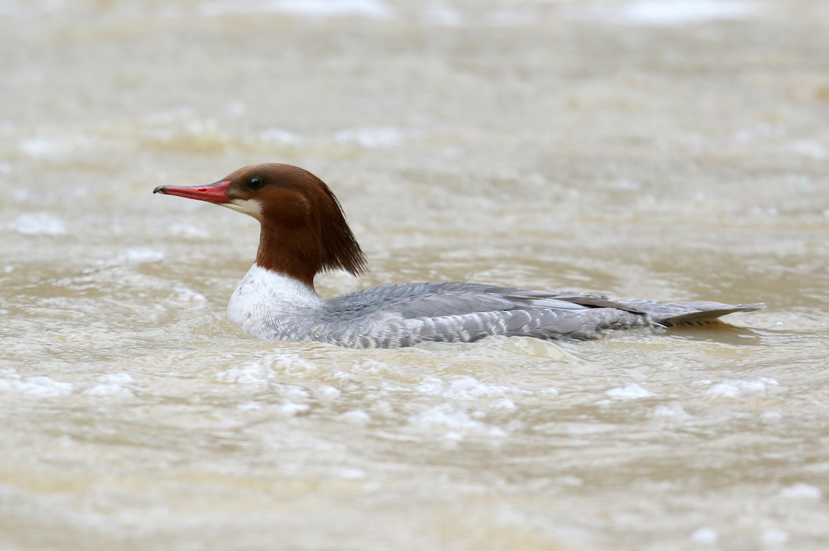 Common Merganser - ML522107011