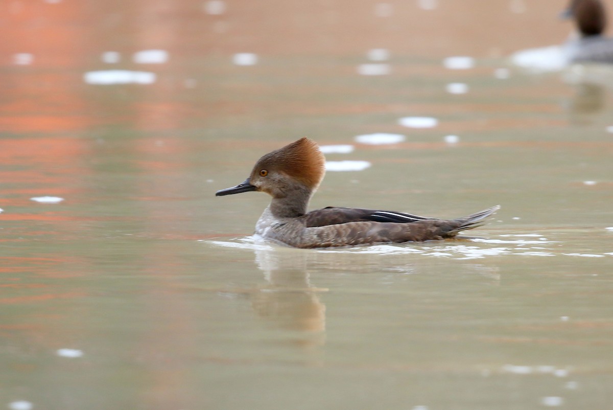 Hooded Merganser - ML522107071