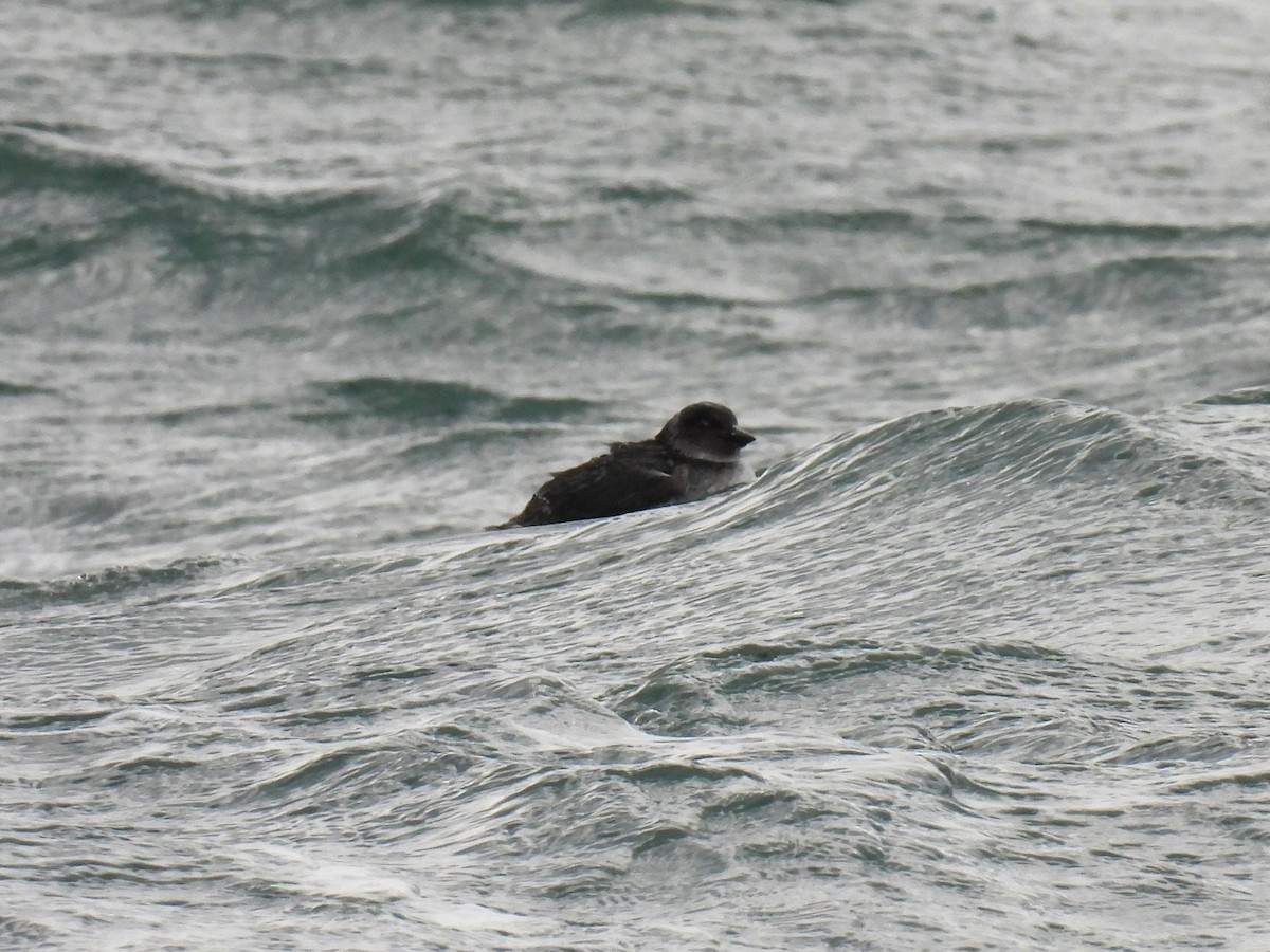 Cassin's Auklet - ML522107931