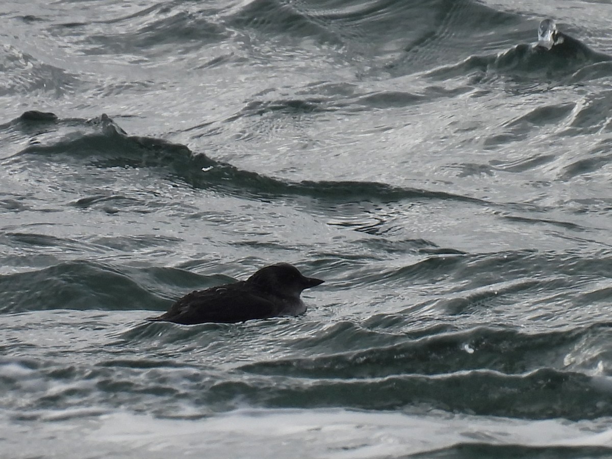 Cassin's Auklet - ML522107951