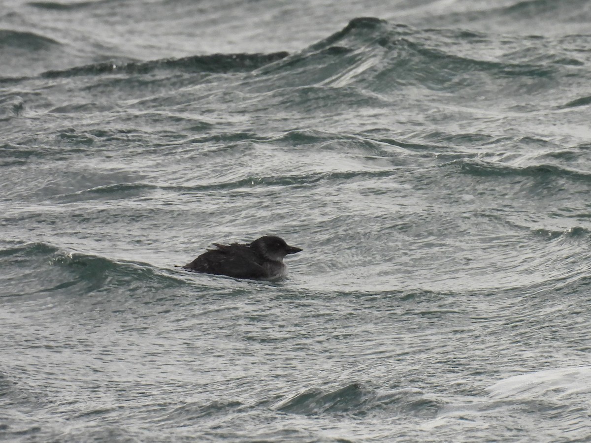 Cassin's Auklet - ML522107961