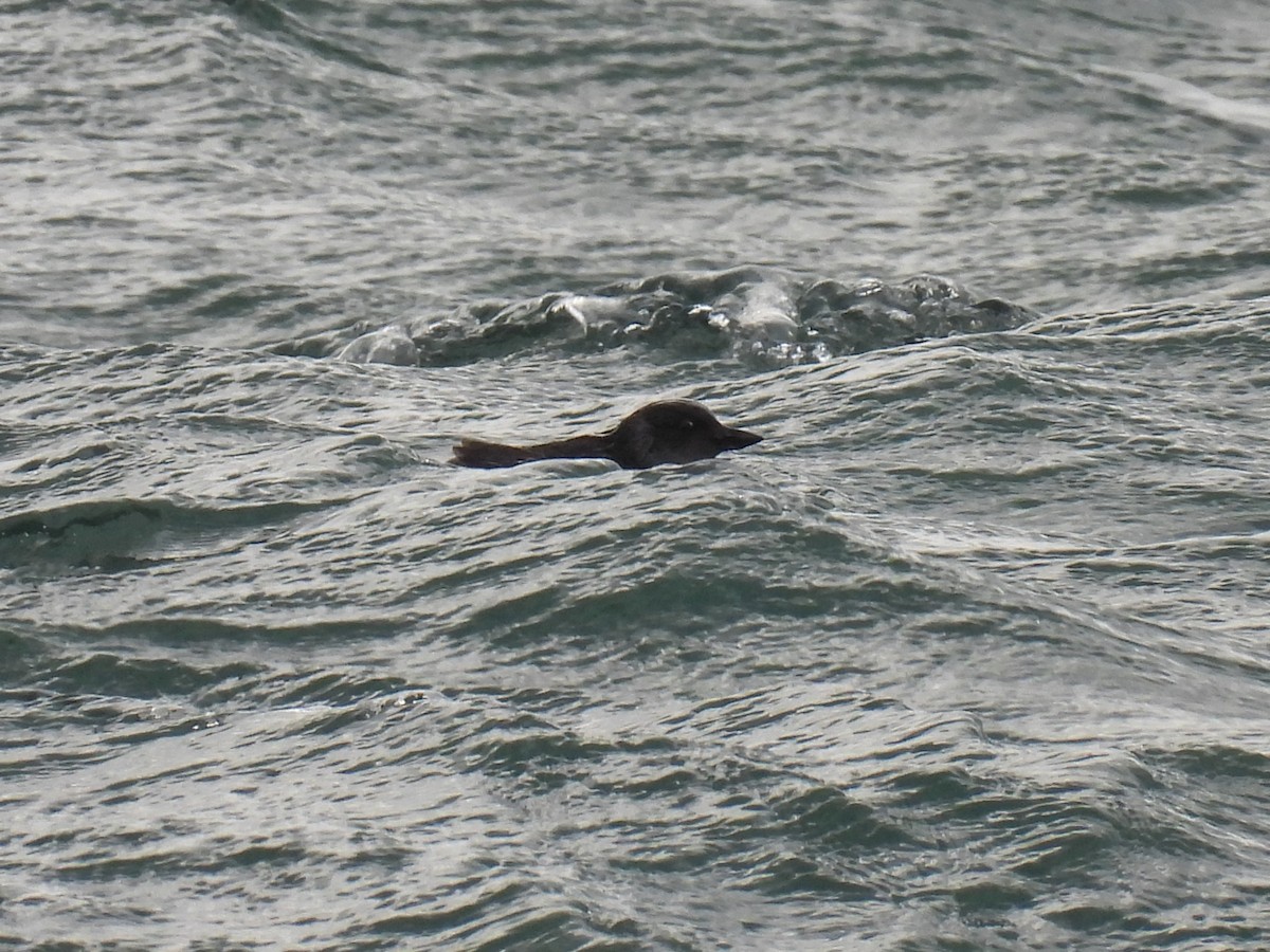Cassin's Auklet - ML522107971