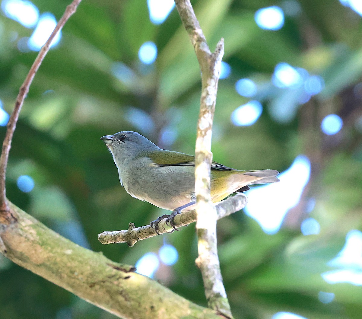 Jamaican Euphonia - ML522108761