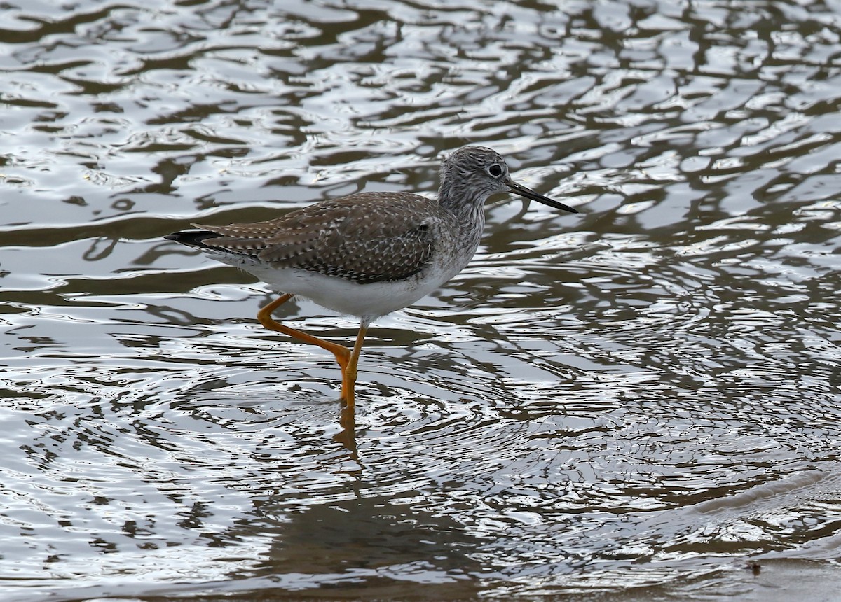 Greater Yellowlegs - ML522111551