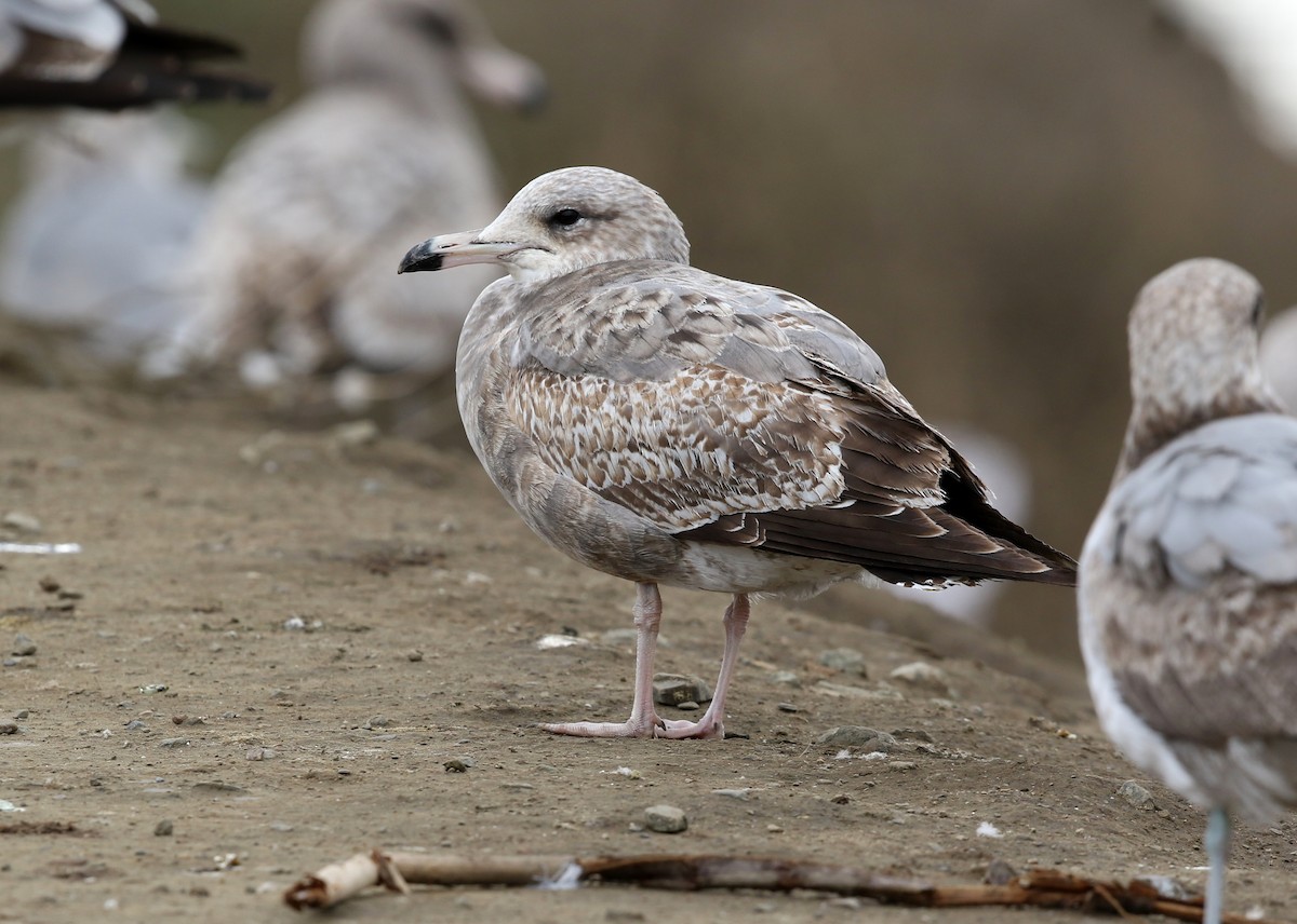 Gaviota Californiana - ML522112471