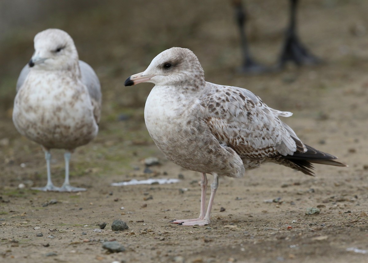 Gaviota Californiana - ML522112481