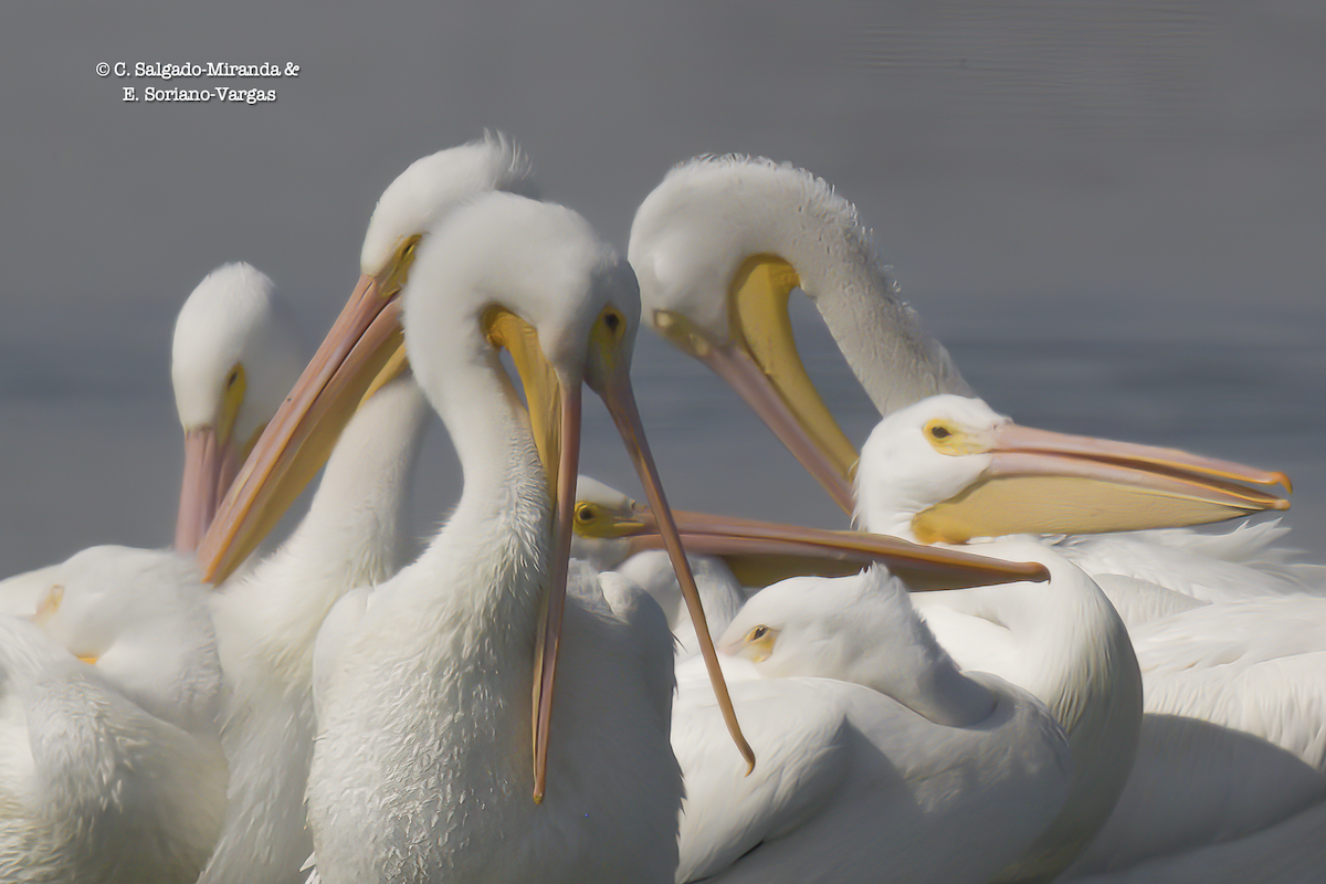 American White Pelican - ML522112671