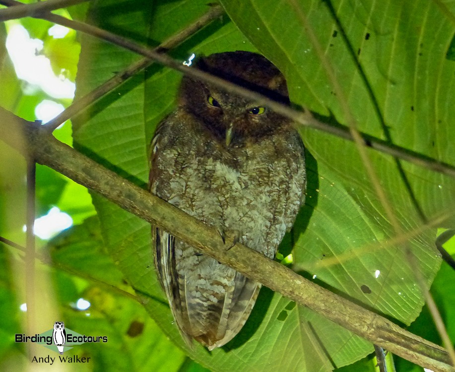 Middle American Screech-Owl - ML522112881