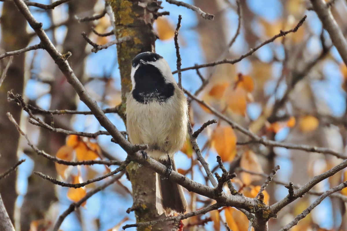 Mésange à tête noire - ML522113601